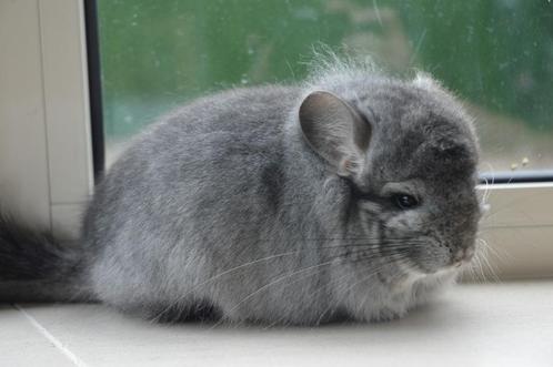 chinchilla standaard bpd rpa bokje, Dieren en Toebehoren, Knaagdieren, Mannelijk, Chinchilla, November