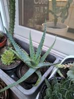 Aloe arborescens, Ophalen, Vetplant