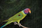 PRUIMKOP PARKIET, Dieren en Toebehoren, Mannelijk, Parkiet, Geringd