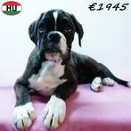 chiots Boxer bringés à vendre, 15 semaines à 1 an, Hépatite contagieuse (maladie de Rubarth), Autres races, Plusieurs animaux