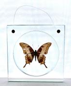 Grote tropische vlinder in doorkijkkader - meandrusa sciron, Verzamelen, Dierenverzamelingen, Ophalen of Verzenden