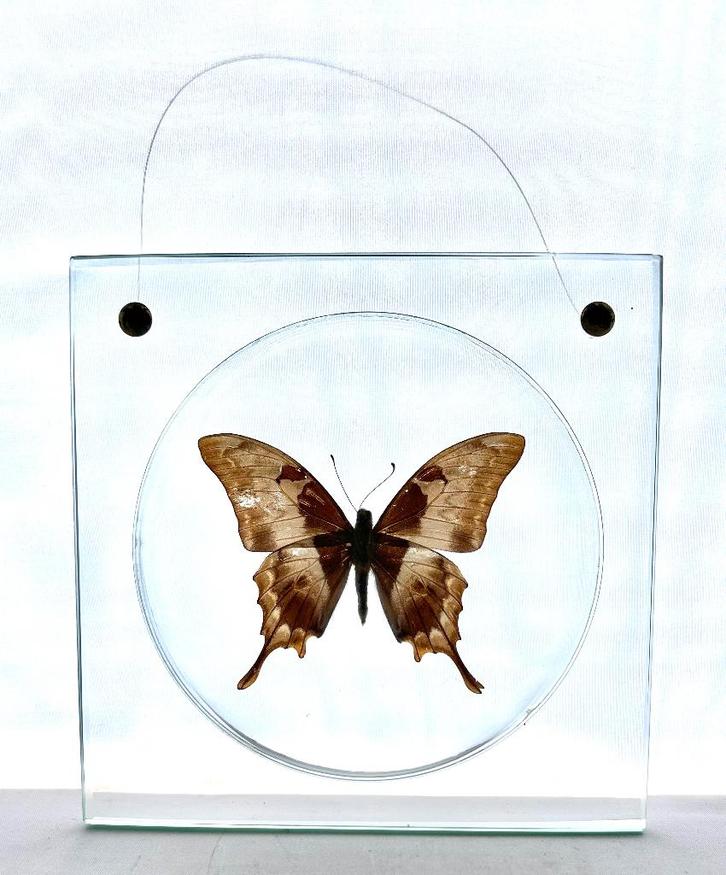 Grote tropische vlinder in doorkijkkader - meandrusa sciron, Collections, Collections Animaux, Enlèvement ou Envoi