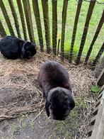 2 prachtige Hangoor konijntjes, Dieren en Toebehoren, Konijnen, Hangoor