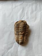 Trilobiet, Verzamelen, Mineralen en Fossielen, Ophalen of Verzenden, Fossiel