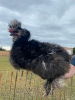 Frizzle zijdehoen haantje, Dieren en Toebehoren, Mannelijk, Kip