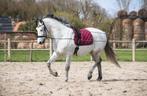 cheval PRE, Cheval de dressage, Débourré, Vermifugé, Moins de 160 cm