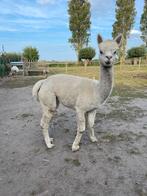 Mini -alpaca merrie, Dieren en Toebehoren