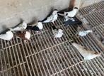 Duiven, Dieren en Toebehoren, Vogels | Duiven