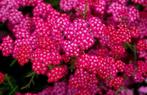Achillea millefolium 'Cerise Queen'  (duizendblad), Tuin en Terras, Planten | Tuinplanten, Volle zon, Vaste plant, Zomer, Ophalen