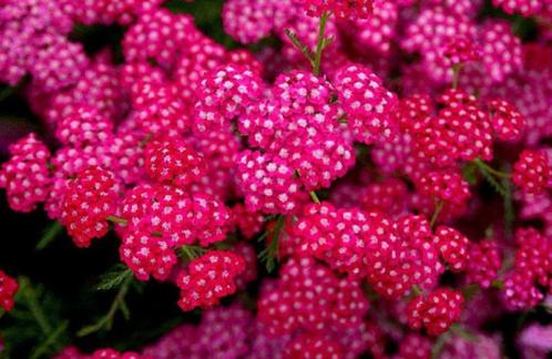 Achillea millefolium 'Cerise Queen'  (duizendblad), Tuin en Terras, Planten | Tuinplanten, Vaste plant, Overige soorten, Volle zon