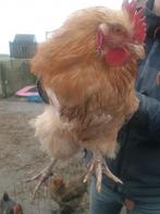 Haan orpington buff, Dieren en Toebehoren, Pluimvee