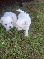 Maltezer pups, Dieren en Toebehoren, Honden | Chihuahua's en Gezelschapshonden, België, Maltezer, Fokker | Hobbymatig, CDV (hondenziekte)