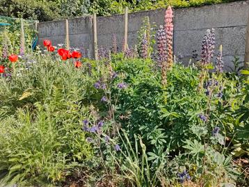 Allerlei bloemen en planten voor een mooie tuin. beschikbaar voor biedingen