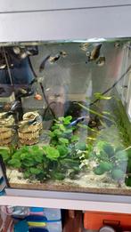 Guppy's   blauwe en gele staarten  ., Dieren en Toebehoren, Ophalen, Zo goed als nieuw