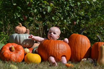 Dikke pompoenen ideaal voor baby fotoshoot beschikbaar voor biedingen