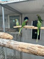 Broedrijp koppel grote alexander parkieten, Dieren en Toebehoren, Vogels | Parkieten en Papegaaien, Meerdere dieren, Parkiet, Geringd