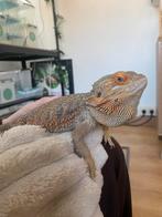Baardagaam man, Lézard, 3 à 6 ans