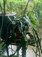 Zaagcactus in lechuza pon met bloempot, Huis en Inrichting, Kamerplanten, Ophalen of Verzenden
