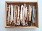 Lot d'anciens coquillages : couteaux de mer, Enlèvement, Coquillage(s)