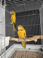 Tamme jonge Goudparkieten met DNA en getest op alle ziektes, Dieren en Toebehoren, Meerdere dieren, Parkiet, Geringd