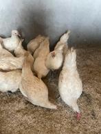 Prachtige jonge poule de bresse hennen, Dieren en Toebehoren, Pluimvee, Vrouwelijk, Kip