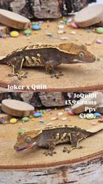 Knappe Harlequin wimpergekko baby, Dieren en Toebehoren, Hagedis, Tam, 0 tot 2 jaar