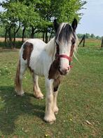 Prachtige tinker merrie, Dieren en Toebehoren, Pony's, Merrie