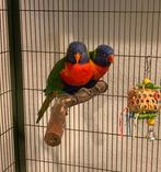 Koppel lori van de blauwe bergen., Dieren en Toebehoren, Vogels | Parkieten en Papegaaien, Meerdere dieren, Geringd
