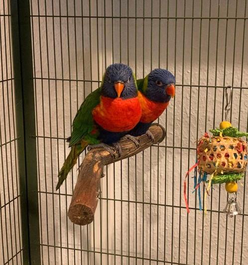 Koppel lori van de blauwe bergen., Dieren en Toebehoren, Vogels | Parkieten en Papegaaien, Meerdere dieren, Geringd