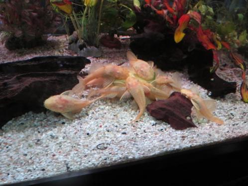 ANCISTRUS koppel in kleur wit/geel = 25 €, Animaux & Accessoires, Poissons | Poissons d'aquarium, Poisson d'eau douce