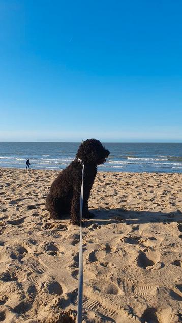 Honden uitlaatservice (knokke-heist) beschikbaar voor biedingen