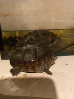 Muskus schildpadden 2x, Dieren en Toebehoren, Reptielen en Amfibieën, Schildpad, Tam, 0 tot 2 jaar