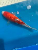 Ginrin kohaku Jumbo tossai kweker conias, Dieren en Toebehoren
