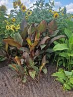 Canna musafolia rubrum, Ophalen, Zomer, Vaste plant
