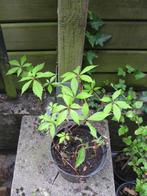 Vigne vierge, Ophalen, Overige soorten, Struik, Minder dan 100 cm