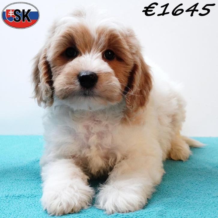 Cavapoo - leuke pups te koop, Dieren en Toebehoren, Honden | Chihuahua's en Gezelschapshonden, Meerdere dieren, Overige rassen