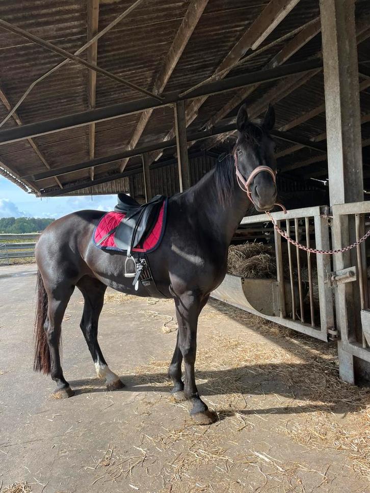 9 jarige merrie te koop, Dieren en Toebehoren, Paarden, Merrie