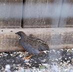 Chinese dwergkwartel man, Dieren en Toebehoren, Ophalen, Nieuw, Overige typen