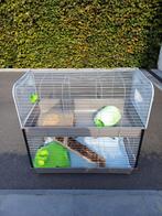 kleine cavia kooi, Dieren en Toebehoren, Knaagdieren en Konijnen | Hokken en Kooien, Ophalen, Kooi, 60 tot 90 cm, Hamster