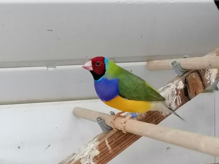 Vermindering van de diamantteelt in Goulds, Dieren en Toebehoren, Vogels | Overige Vogels, Mannelijk