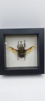 Mecynorrhina kever rariteitenkabinet, Ophalen of Verzenden, Zo goed als nieuw