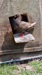 "Reuze" duiven te koop!, Dieren en Toebehoren, Vogels | Duiven