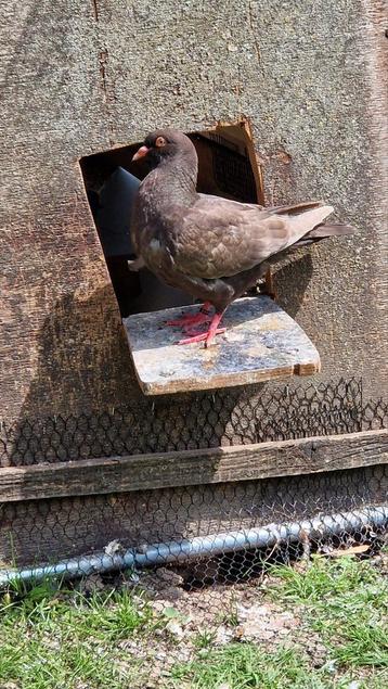 "Reuze" duiven te koop!, Dieren en Toebehoren