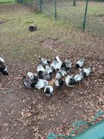 5 hanen en 10 hennen te koop, Kip