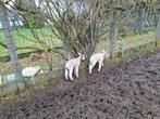 Papfles lam     schaap, Dieren en Toebehoren, Schapen, Geiten en Varkens, Schaap