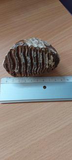 Fossiel kies wolharige mammoet, Verzamelen, Mineralen en Fossielen, Ophalen of Verzenden, Fossiel