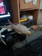Handtamme valkparkiet., Dieren en Toebehoren, Vrouwelijk, Parkiet, Geringd