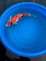 te koop showa momotaro, Dieren en Toebehoren, Vissen | Vijvervissen