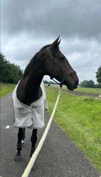 Lieve Ruin bos recreatief/coaching/weidemaatje, Dieren en Toebehoren, Paarden, Gechipt, B, Ruin, 7 tot 10 jaar