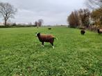 Zwartbles ram 2,5j oud, Dieren en Toebehoren, Schapen, Geiten en Varkens